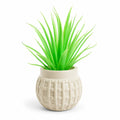 Artificial Aloe Vera Plant in White Textured Pot – Pack of 2