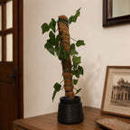 Artificial Money Plant with Coconut Stick – Pack of 2 lifestyle