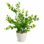 Artificial Green Coin Leaf Plant in Cream Pot – Pack