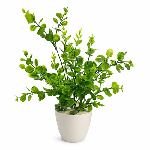 Green Coin Leaf Plant Cream Pot - Single Unit