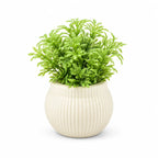 Artificial Small Green Fern Round Ribbed Pot – Pack