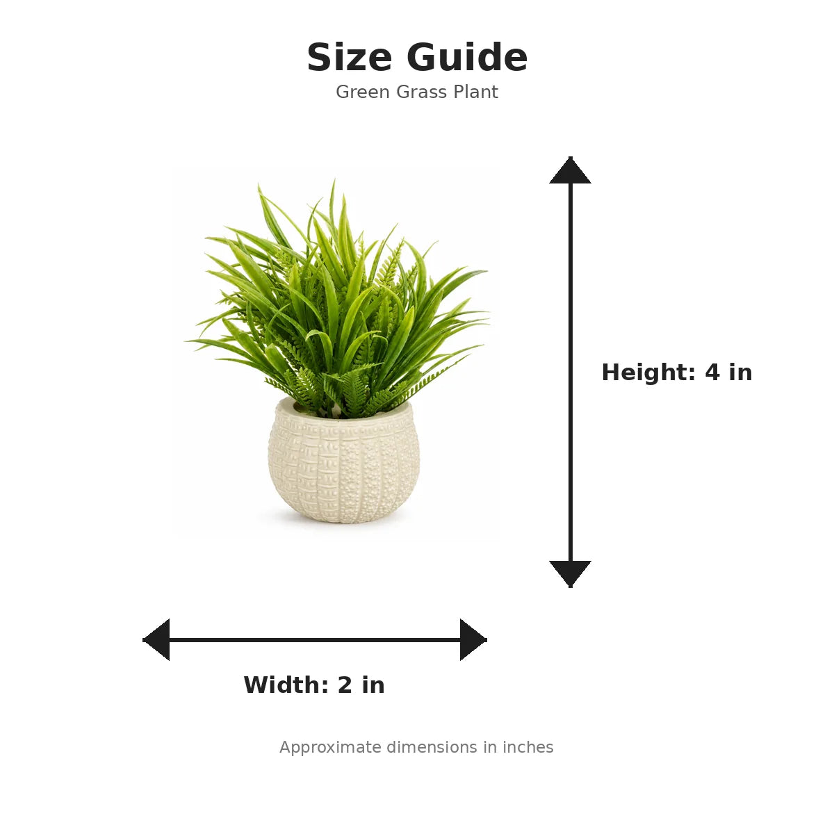 Size guide with product image - 4 x 2 inches