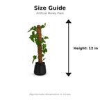 Artificial Money Plant with Coconut Stick size guide - 12 inches height